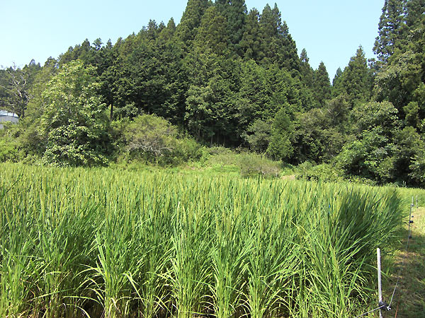 8月12日の田んぼ(月光原小・西根小)_d0247484_140993.jpg
