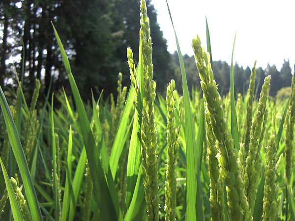8月12日の田んぼ(月光原小・西根小)_d0247484_1413267.jpg