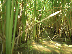8月12日の田んぼ(月光原小・西根小)_d0247484_14134296.jpg