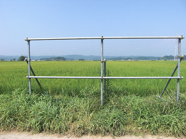 8月12日の田んぼ(緑ヶ丘小・北郷小)_d0247484_14564913.jpg