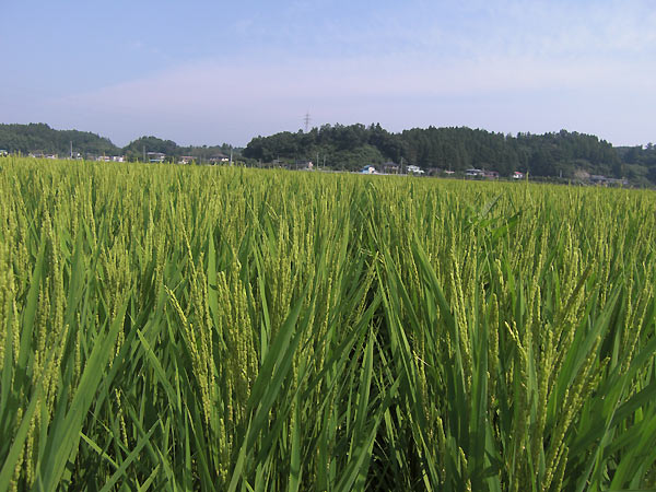 8月12日の田んぼ(緑ヶ丘小・北郷小)_d0247484_14581854.jpg