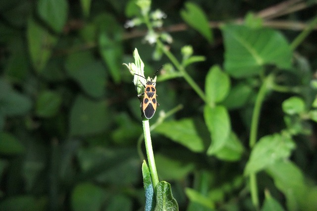 e0070891_13413227.jpg