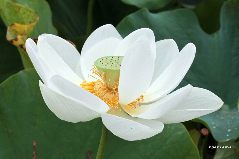 お釈迦様の花たち　最終章_e0199197_2356379.jpg