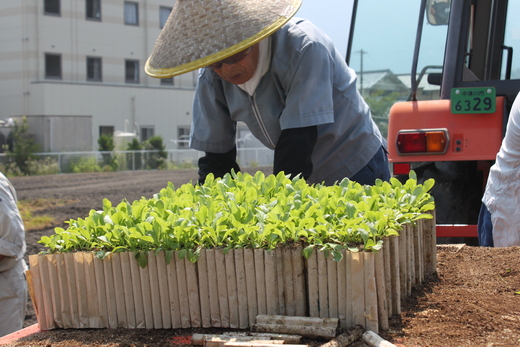 ちこりの苗の定植_d0063218_14364211.jpg