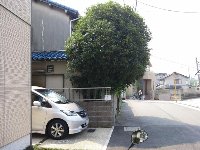 空き家の金木犀が大きく成長して 隣家にも道路にも張り出しており対策をと相談 藤原みち子の活動日記