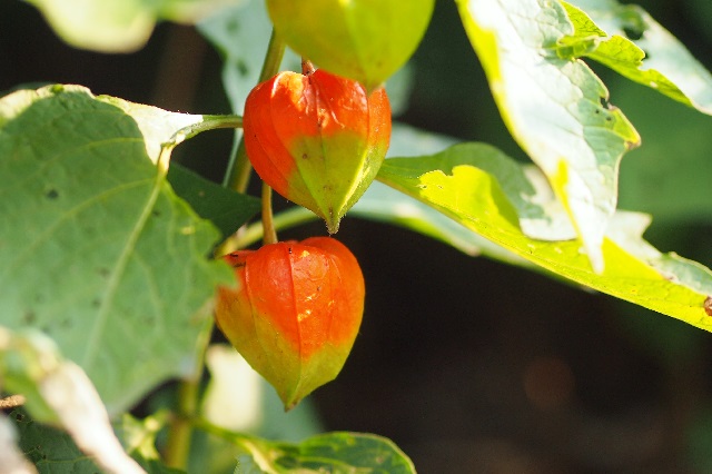 f0214527_21354097.jpg