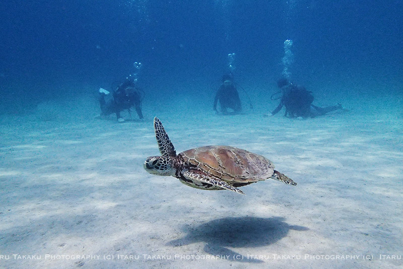 青い海にカメ！_b0186442_23542081.jpg