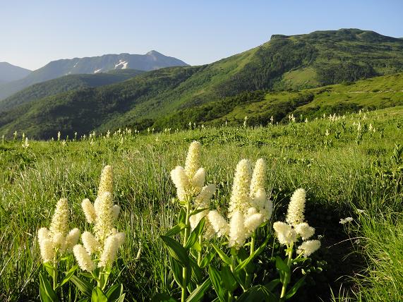 夏山遠征～折立へ下山、そして移動_e0164643_15362277.jpg