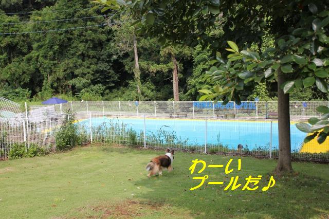 ぼくボーダーシェルティ_e0195743_0384925.jpg