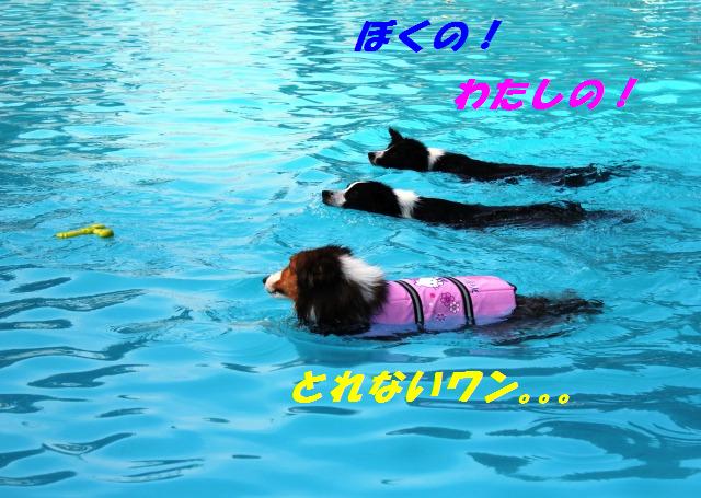 ぼくボーダーシェルティ_e0195743_0395869.jpg