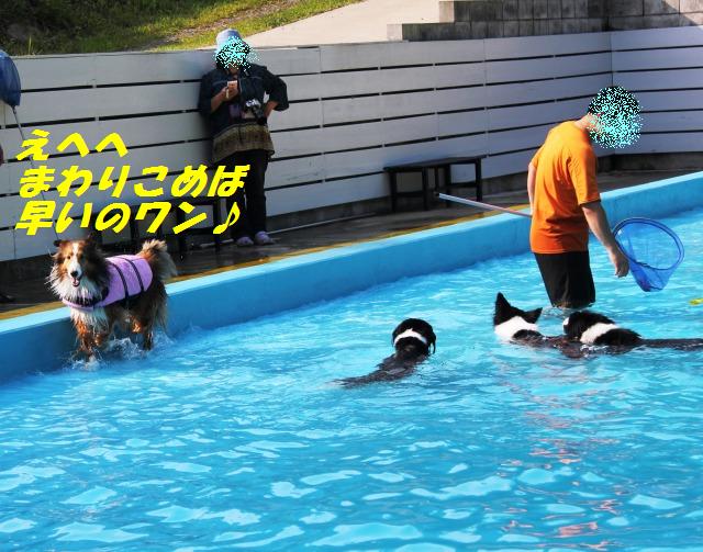 ぼくボーダーシェルティ_e0195743_0404160.jpg