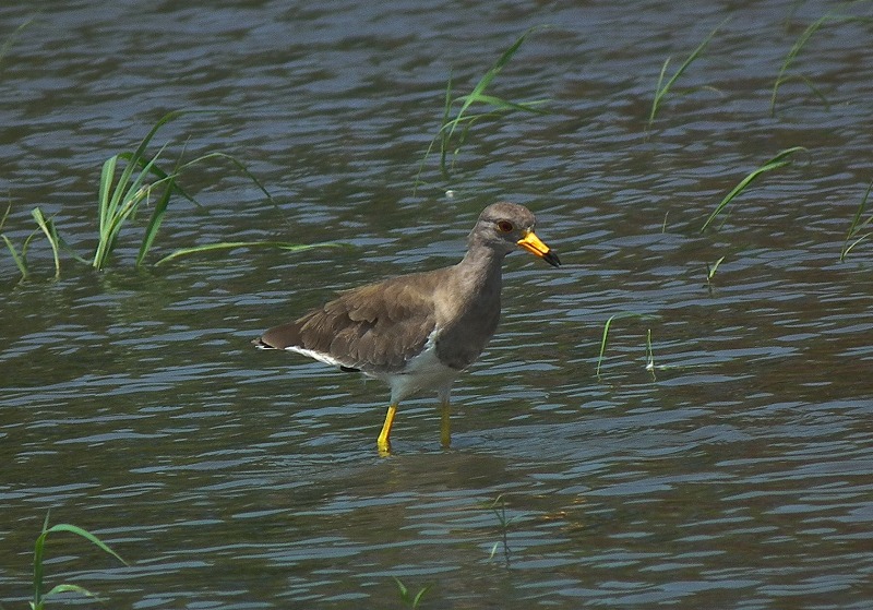 ケリ・・・幼鳥でしょうか？_a0018655_1943191.jpg