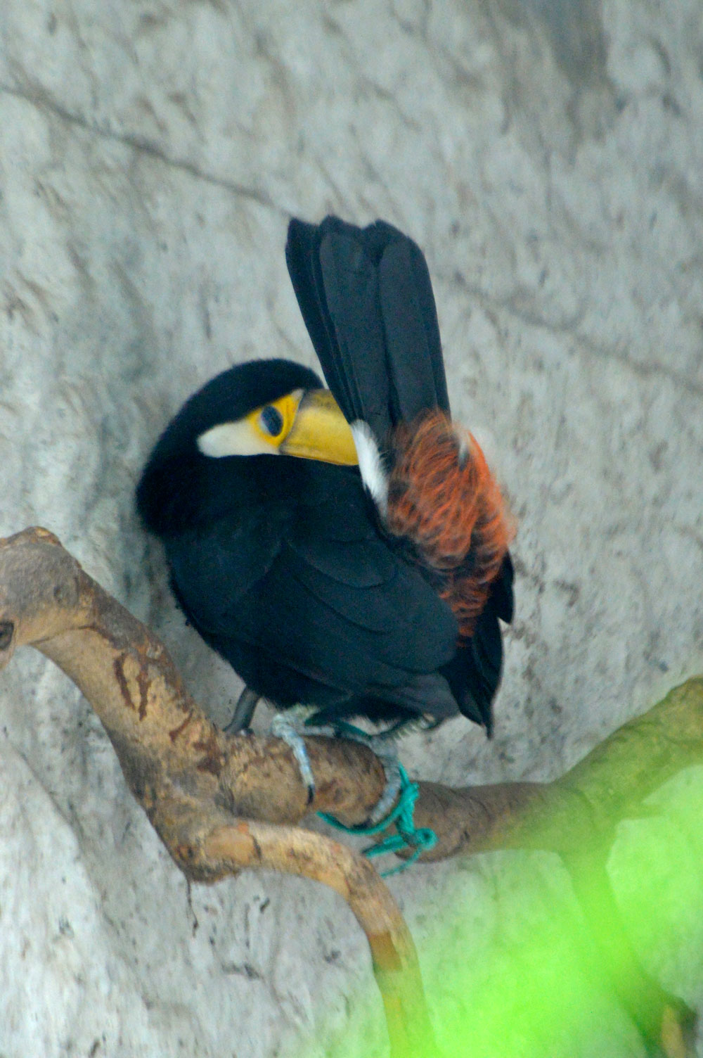 今週のオニオオハシ ８ １２ 動物園へ行こう