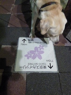 with dog その2 夜のソラマチ♪_a0165160_6303834.jpg