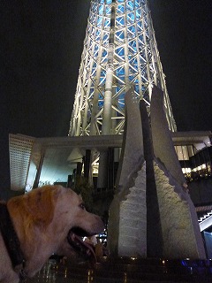 with dog その2 夜のソラマチ♪_a0165160_642350.jpg