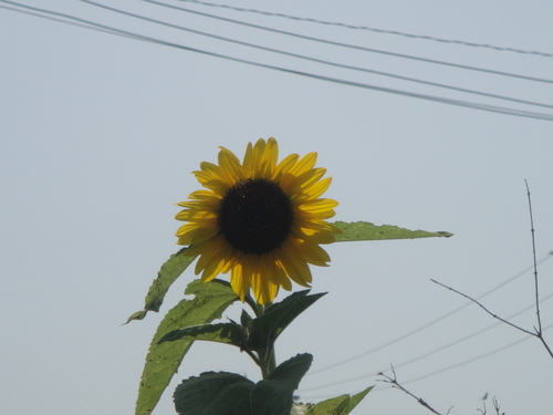 c0108460_14591525.jpg