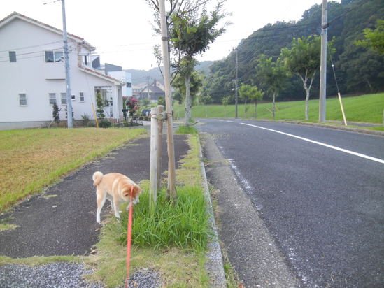 ’13,8,13(火)今日はやや涼し!_f0060461_851141.jpg