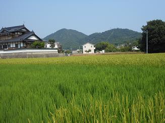 稲の花が咲いた_e0175370_905642.jpg