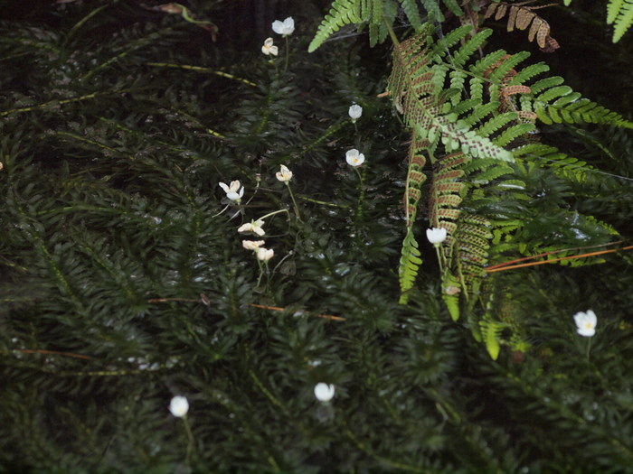 梅花藻じゃないですよ オオカナダモ 自然風の自然風だより