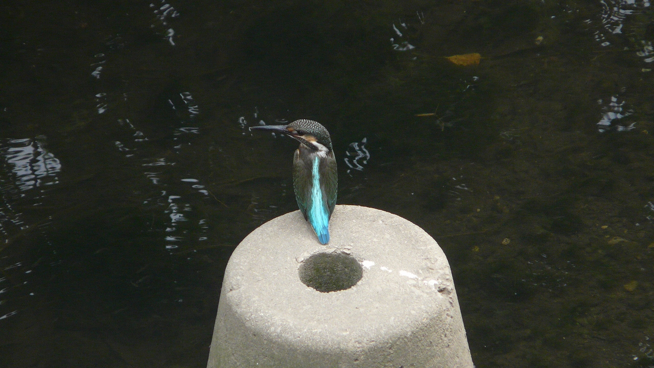 a0185081_14204823.jpg