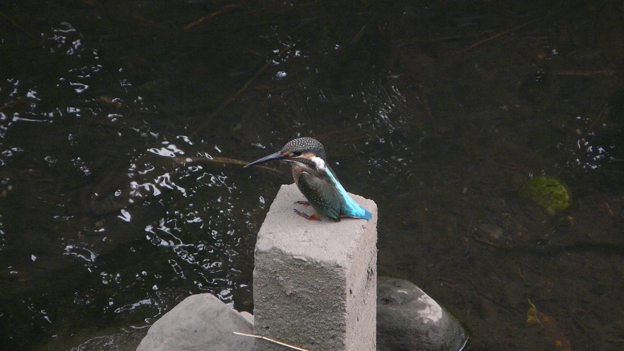 a0185081_14212216.jpg