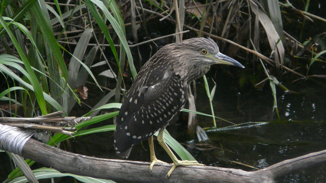 a0185081_1422510.jpg