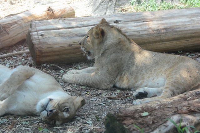 ２０１３年８月　東山動物園　その１_a0052986_23474289.jpg