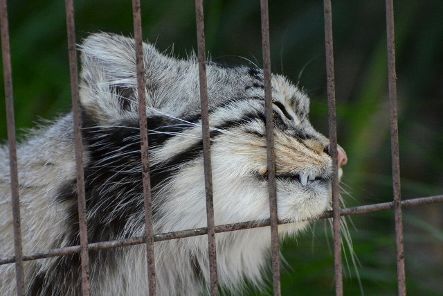 ２０１３年８月　東山動物園　その１_a0052986_7304868.jpg