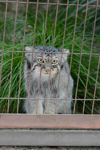 ２０１３年８月　東山動物園　その１_a0052986_7321448.jpg