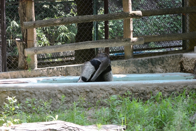 ２０１３年８月　東山動物園　その１_a0052986_7361161.jpg