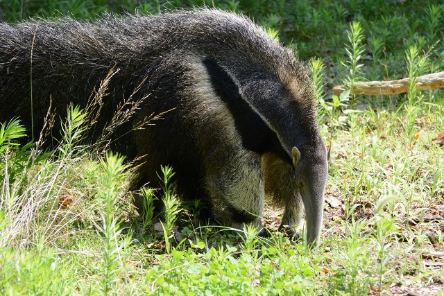 ２０１３年８月　東山動物園　その１_a0052986_7371076.jpg