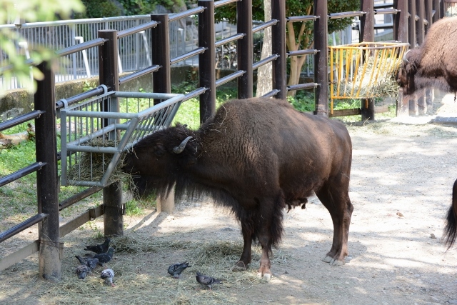 ２０１３年８月　東山動物園　その１_a0052986_739448.jpg