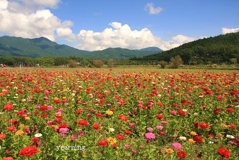 百日草と富士山_c0265895_1494768.jpg