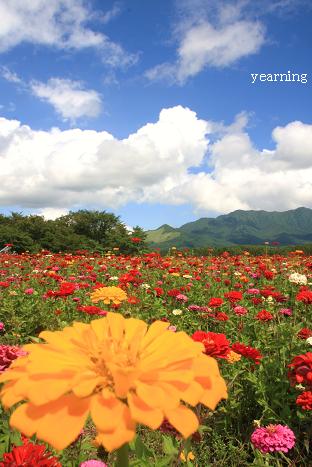 百日草と富士山_c0265895_1582646.jpg