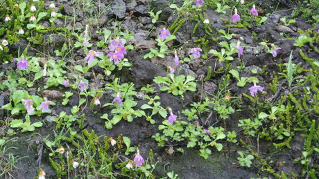 2013年8月10日強風雨の羅臼岳に登る_c0242406_2075667.jpg