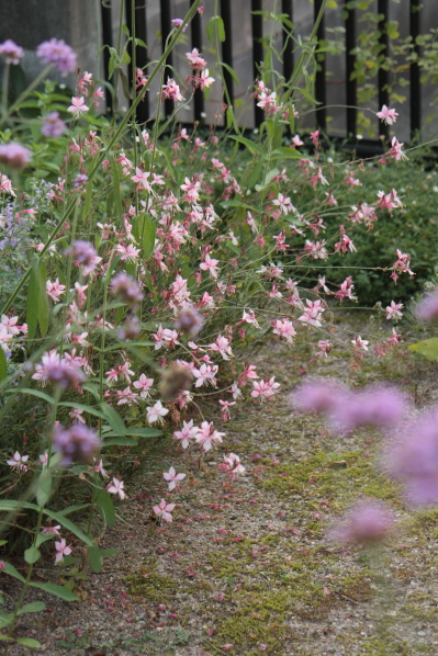 d0001008_94311.jpg