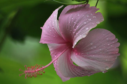 あでやかハイビスカスとアゲハ蝶 子猫の迷い道