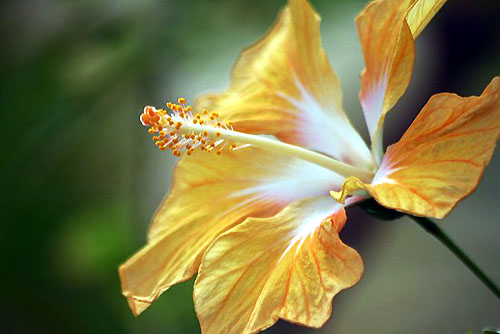 あでやかハイビスカスとアゲハ蝶 子猫の迷い道