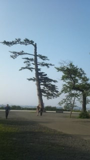 d0191211_20341333.jpg