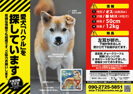 ハウル14日目の足取り 湘南発 韓わん生活 ハウル捜索情報版 ハウル14日目の足取り 湘南発 韓わん生活 ハウル捜索情報版