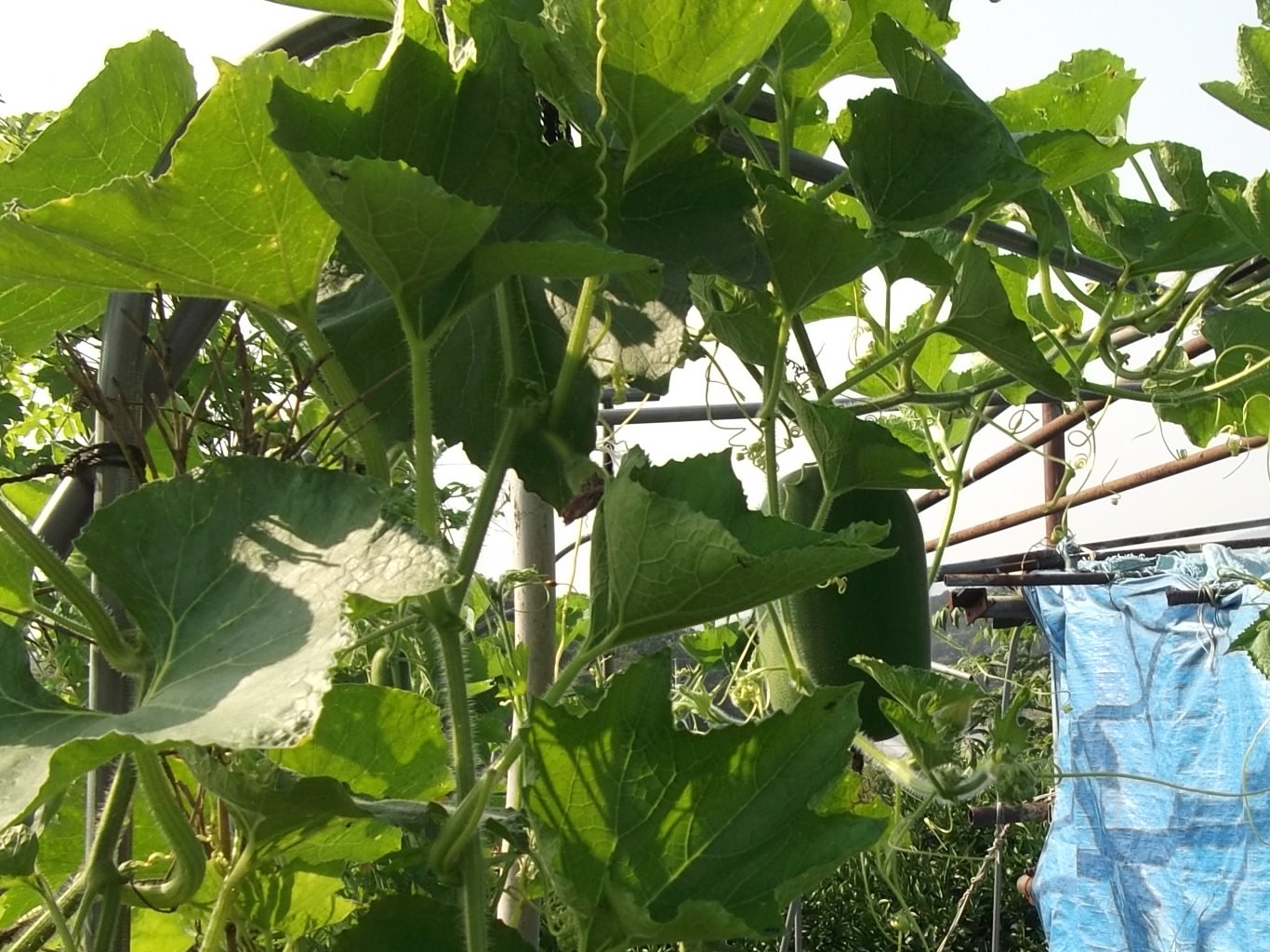 草原になった菜園!_b0137932_4533310.jpg