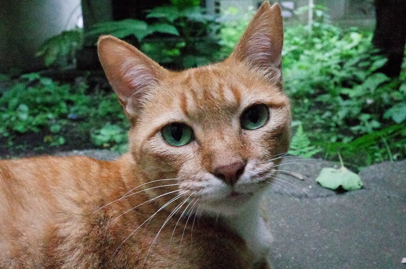 魚嫌いの猫_f0050534_1443195.jpg