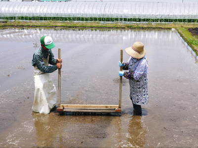七城米 長尾農園 強い根が張り、再び給水開始!!_a0254656_17514745.jpg
