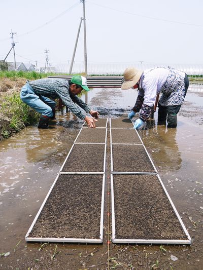 七城米　長尾農園　強い根が張り、再び給水開始!!_a0254656_1756677.jpg