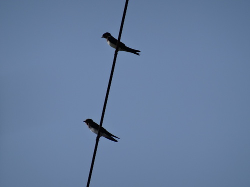 c0108460_16363310.jpg