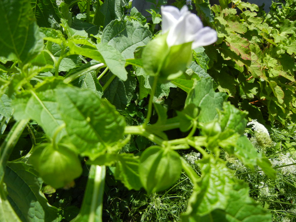 ’13,8,14(水)何これ!花火?それともダイナマイト?_f0060461_13204139.jpg