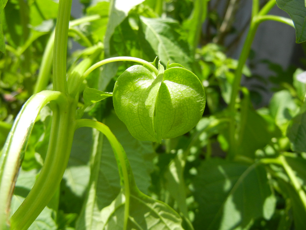 ’13,8,14(水)何これ!花火?それともダイナマイト?_f0060461_1321874.jpg