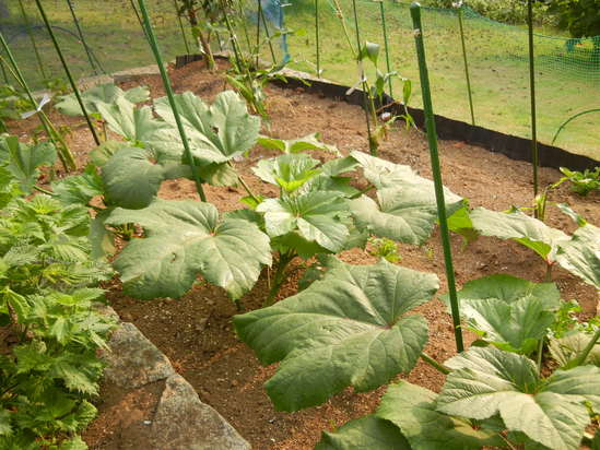 ’13,8,14(水)何これ!花火?それともダイナマイト?_f0060461_8383768.jpg