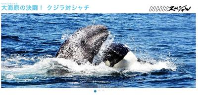 大海原の決闘！ クジラ対シャチ』（ドキュメンタリー） : 竹林軒出張所