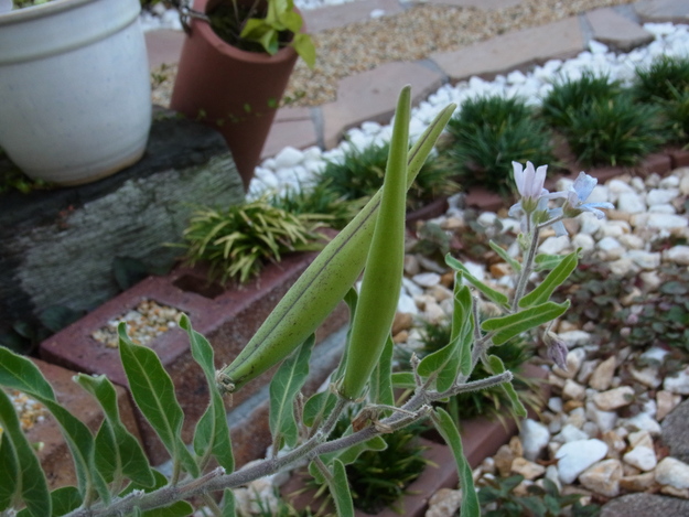 たくましい　植物も・・・(^^)v_b0194267_16204872.jpg